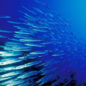 La gestion responsable des ressources de la mer